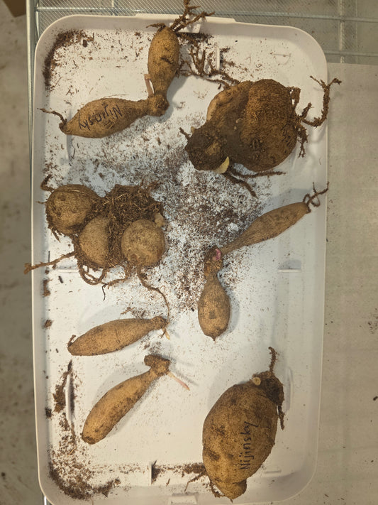 Nijinsky Value Pack ~ 7 Tubers