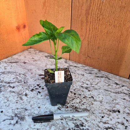 Orange Sun Sweet Bell Pepper Plant
