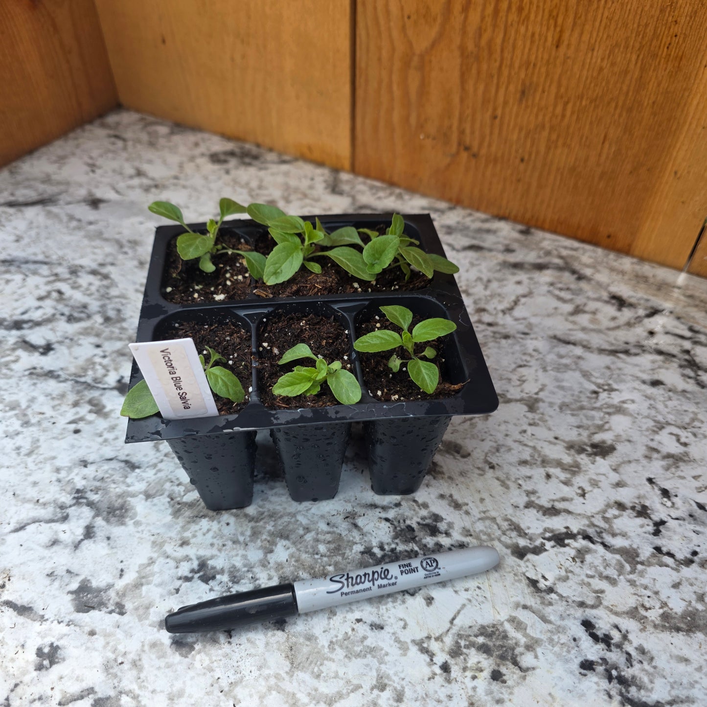 Victoria Blue Salvia