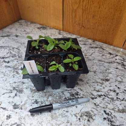 Victoria Blue Salvia