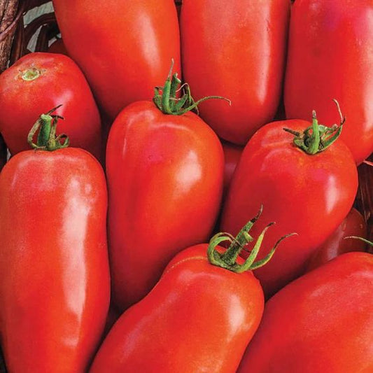 Roma Tomato Plant