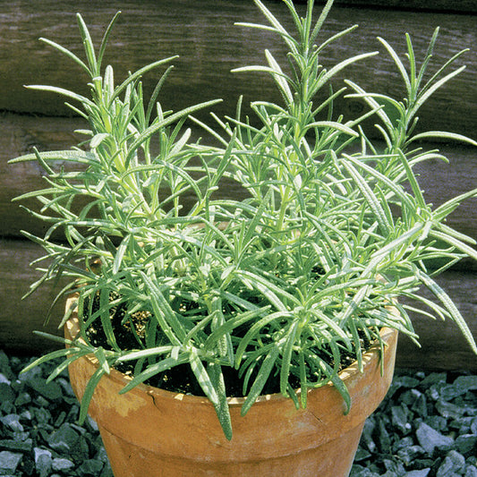 Rosemary Herb Plant
