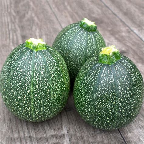 Zucchini Round Ball Summer Squash Plant