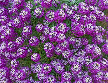 Alyssum Flower Plants -6 packs (select color)