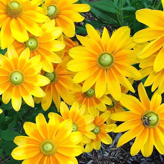 Prairie Sun Rudbeckia- 6 Packs