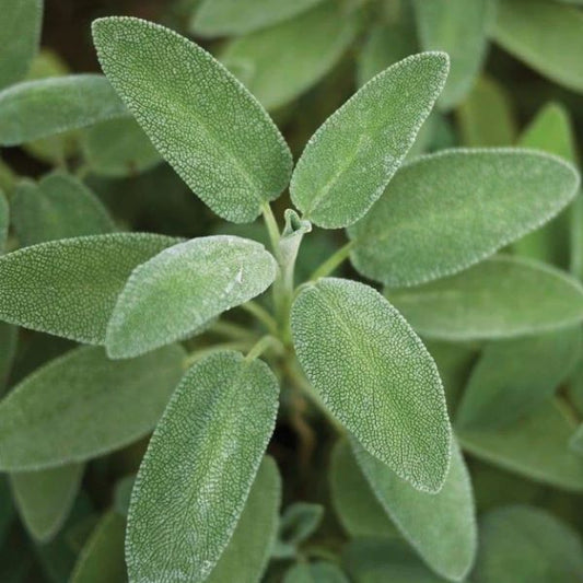 Broad-Leaved Sage Herb Plant