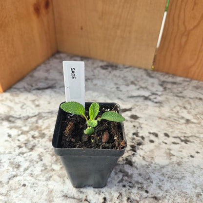 Broad-Leaved Sage Herb Plant