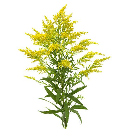 Salidago Perennial Plant