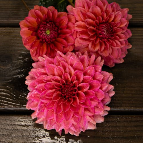 Salmon Runner Dahlia Tuber