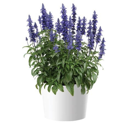 Salvia- Sallyfun Blue Lagoon 6 packs