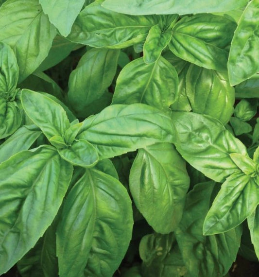 Sweet Basil Herb Plant