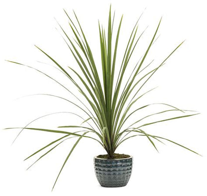 Dracaena Spikes Plant