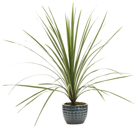 Dracaena Spikes Plant