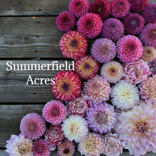 American Dawn Dahlia Tuber