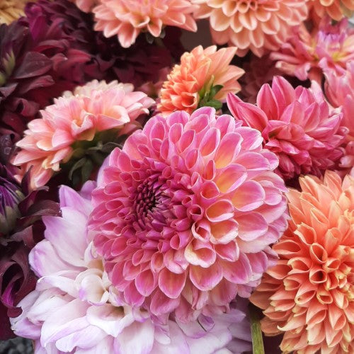 12 Dahlia Tubers- Grab Bag Collection- Farmer's Choice