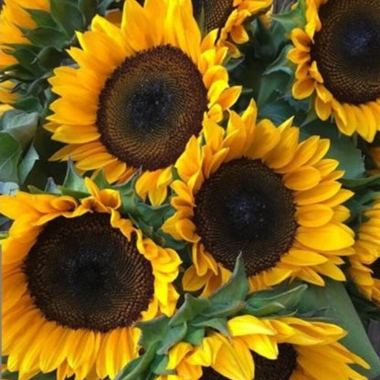 Simply Sunflower Subscription (Coming Soon!)