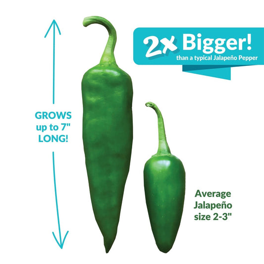 Super Nacho Jalapeno Pepper