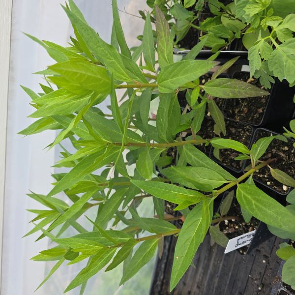 Milkweed Plant (good for monarch butterflies)