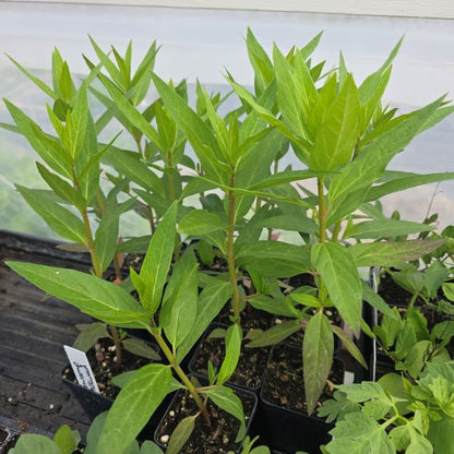 Milkweed Plant (good for monarch butterflies)