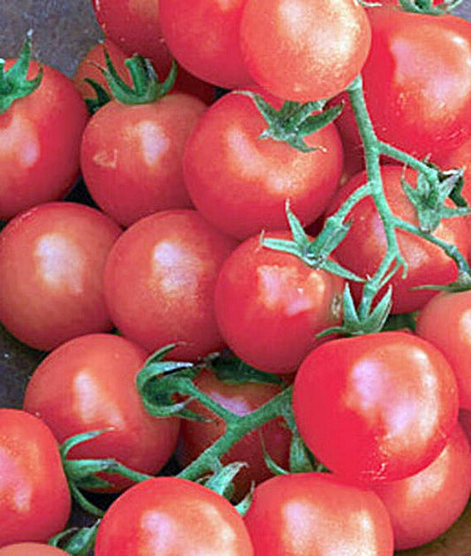 Sweetie Cherry Tomato