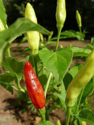 Tabasco Pepper