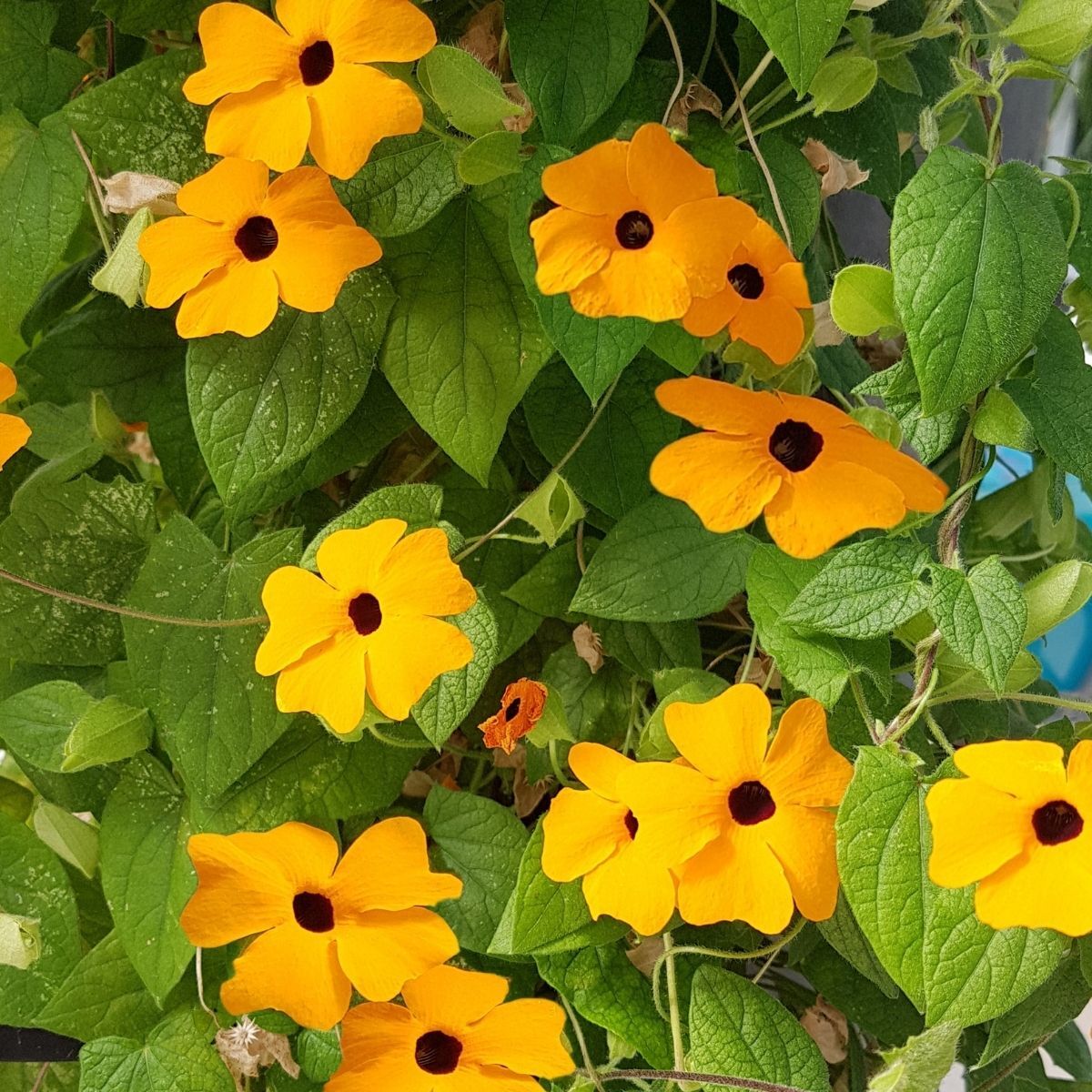 Thunbergia- Black Eye Susan Vine