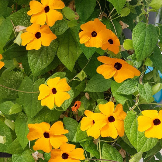 Thunbergia- Black Eye Susan Vine