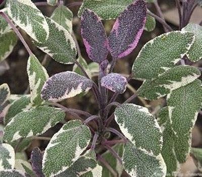 Tricolor Sage Herb Plant