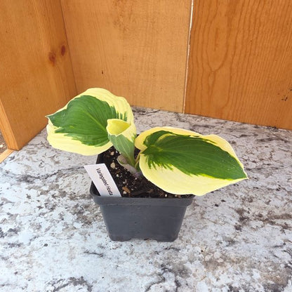 Wide Brim Variegated Hosta Plant