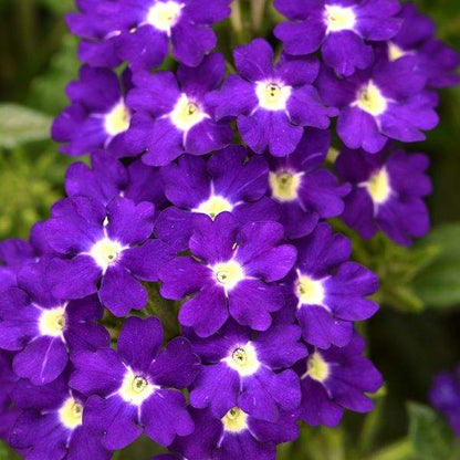 Verbena Estrella Imperial Blue