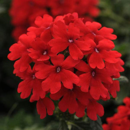 Verbena Estrella Red