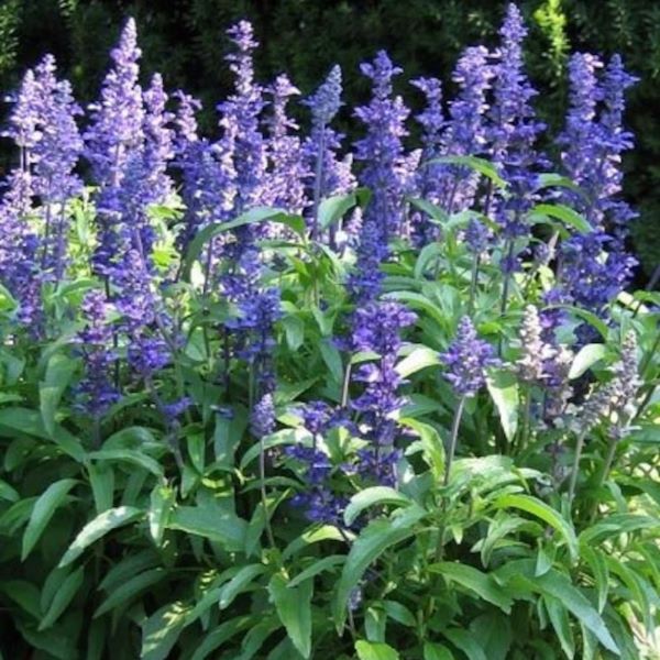 Victoria Blue Salvia