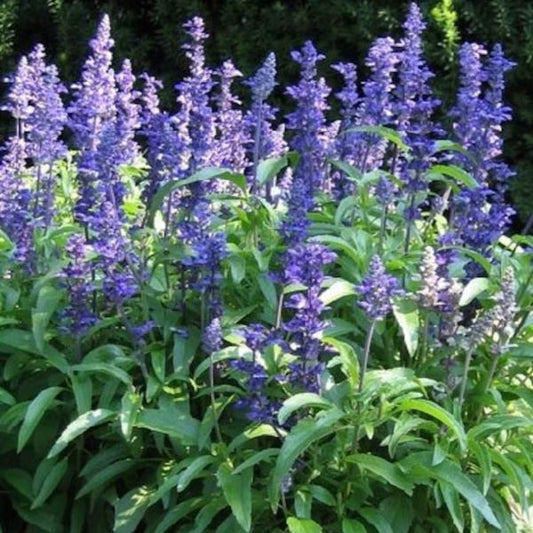 Victoria Blue Salvia