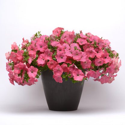 Easy Wave Petunia- Coral Reef 6 pack