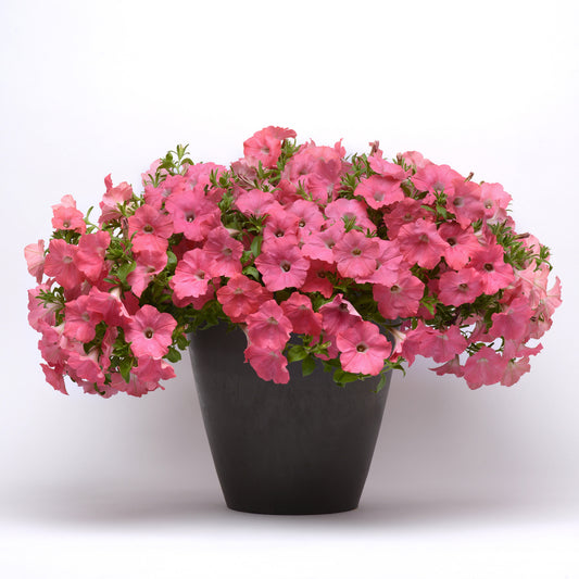 Easy Wave Petunia- Coral Reef 6 pack