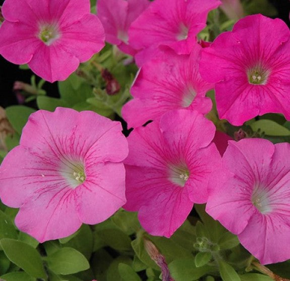 Easy Wave Petunia Plants- Choose Colors!