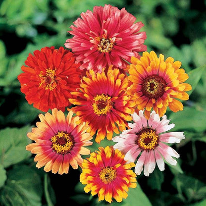 Whirligig Zinnia 6 pack