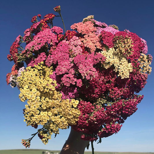 Colorado Mix Yarrow Perennial