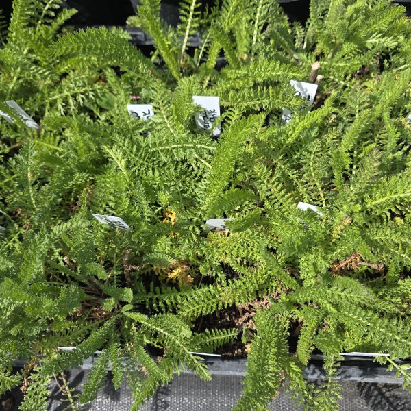 Yarrow Perennial Plant