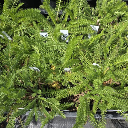 Yarrow Perennial Plant
