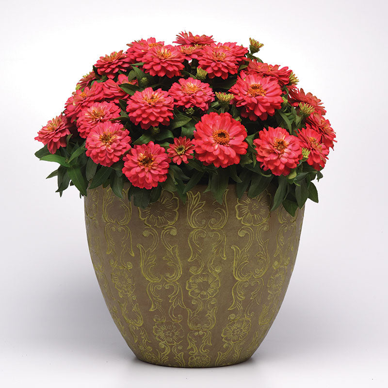 Zahara Double Salmon Zinnia 6 pack